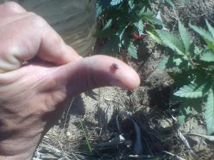 post-2214-0-96739200-1432322523_thumb.jp