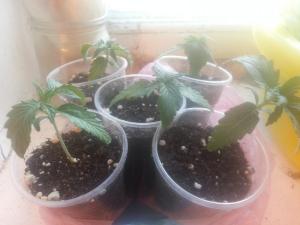 post-34256-0-60074100-1431422598_thumb.j