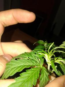 post-34283-0-05413600-1430976840_thumb.j