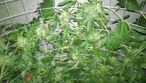 post-34380-0-25359800-1432536143_thumb.j