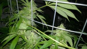 post-34380-0-52277600-1432536158_thumb.j