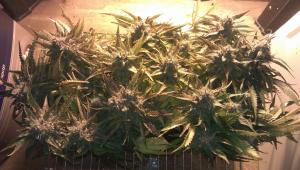 post-37197-0-67147200-1431375257_thumb.j