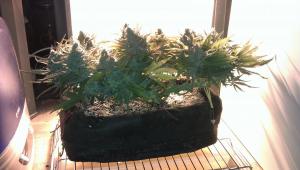 post-37197-0-86480700-1431375348_thumb.j