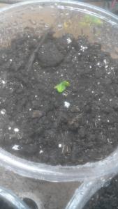 post-40613-0-98957400-1431515867_thumb.j