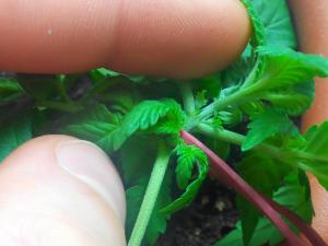 post-41316-0-31178800-1432510697_thumb.j
