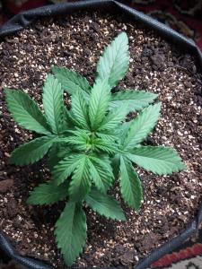 post-41654-0-68281700-1432466938_thumb.j