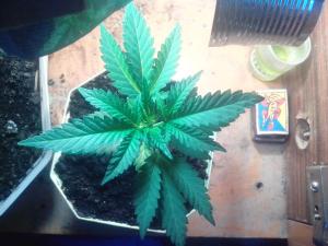 post-41947-0-12476200-1430973886_thumb.j