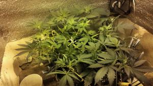 post-42001-0-42582500-1430604443_thumb.j