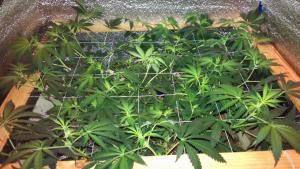 post-42001-0-48400400-1431949018_thumb.j