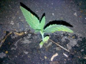 post-42440-0-02027500-1432585762_thumb.j