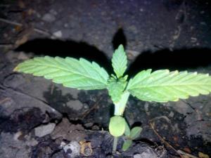 post-42440-0-06180200-1432585772_thumb.j