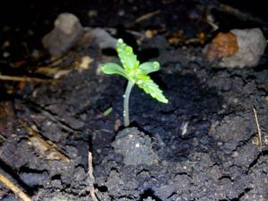 post-42440-0-53171300-1432063047_thumb.j