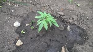 post-6492-0-14527900-1431891003_thumb.jp