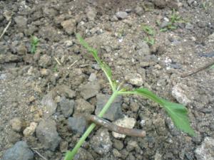 post-13834-0-98086900-1462465553_thumb.j