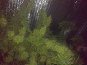 post-20904-0-44709200-1463664734_thumb.j