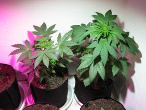 post-26986-0-82787700-1463306853_thumb.j