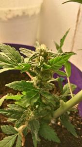 post-41680-0-12553400-1464424793_thumb.j