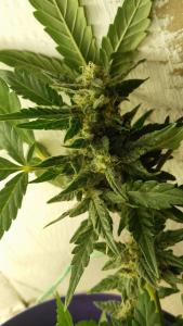 post-41680-0-53847500-1463407635_thumb.j