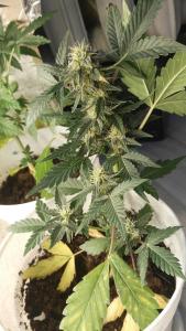 post-41680-0-68472900-1463407680_thumb.j