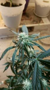 post-41680-0-86755400-1464424898_thumb.j