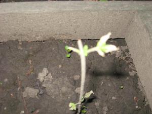post-47136-0-01278300-1463597872_thumb.j