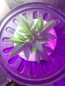 post-48334-0-63477600-1463502763_thumb.j