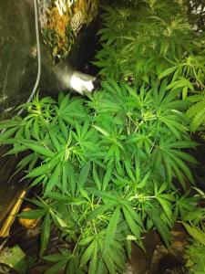 post-50808-0-77988100-1462992402_thumb.j