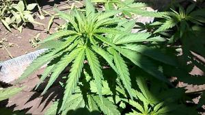 post-52551-0-07932500-1463670533_thumb.j