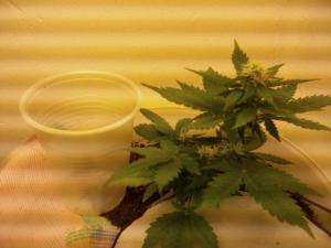 post-53322-0-07467800-1462358210_thumb.j