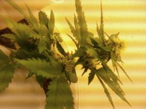 post-53322-0-65033000-1462358220_thumb.j