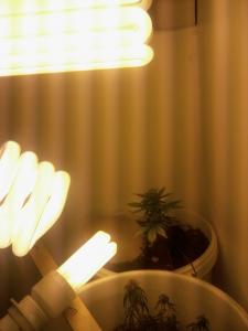 post-53322-0-71774600-1463234119_thumb.j