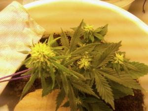 post-53322-0-93115100-1462358176_thumb.j