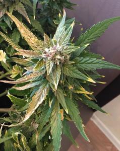 post-54330-0-18488500-1463044148_thumb.j