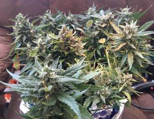 post-54330-0-30949900-1463044288_thumb.j