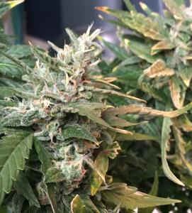 post-54330-0-46383800-1463479658_thumb.j