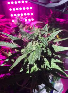 post-54330-0-88831300-1463141264_thumb.j