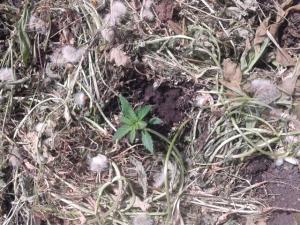 post-55575-0-40430000-1462280011_thumb.j