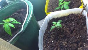 post-55575-0-82297000-1462478568_thumb.j