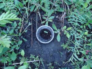 post-55702-0-41088800-1463032013_thumb.j