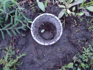 post-55702-0-46470800-1463032012_thumb.j