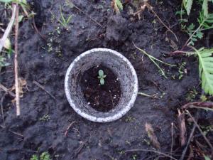 post-55702-0-67365100-1463032030_thumb.j