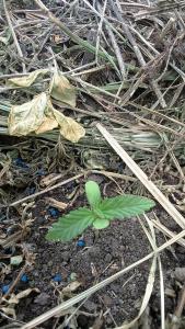 post-56857-0-24814400-1462908720_thumb.j