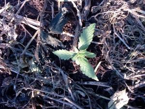 post-56857-0-50618100-1462908728_thumb.j