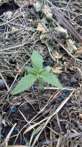 post-56857-0-76447500-1462908713_thumb.j