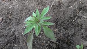 post-56857-0-94117900-1462287829_thumb.j