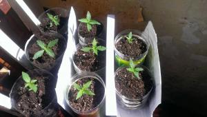 post-57457-0-37385100-1462218701_thumb.j