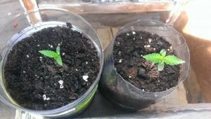 post-57457-0-83321500-1462218560_thumb.j