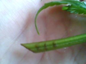 post-9-1246008647_thumb.jpg