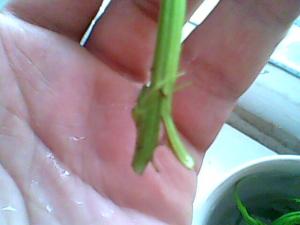 post-9-1246008661_thumb.jpg