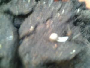 post-10204-0-39170500-1370923257_thumb.j